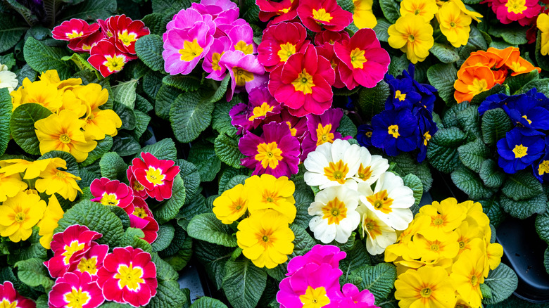 Flowerbed with yellow, red, pink, purple, orange, blue, and white clusters of primrose blooms