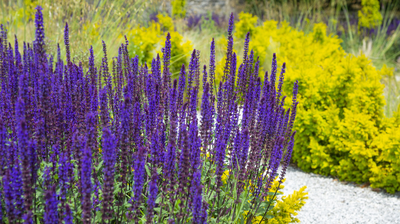 Tall purple salvia flowers on a white gravel path with yellow and green foliage on the other side