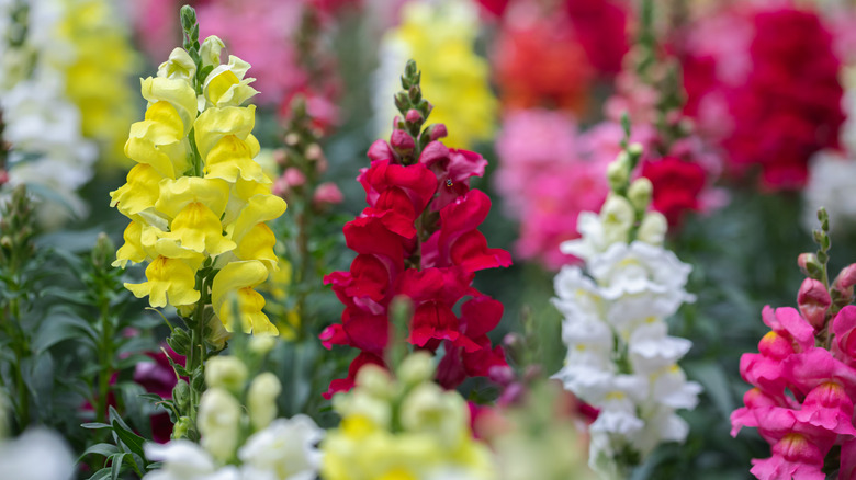 Red, yellow, white, and pink snapdragon spikes