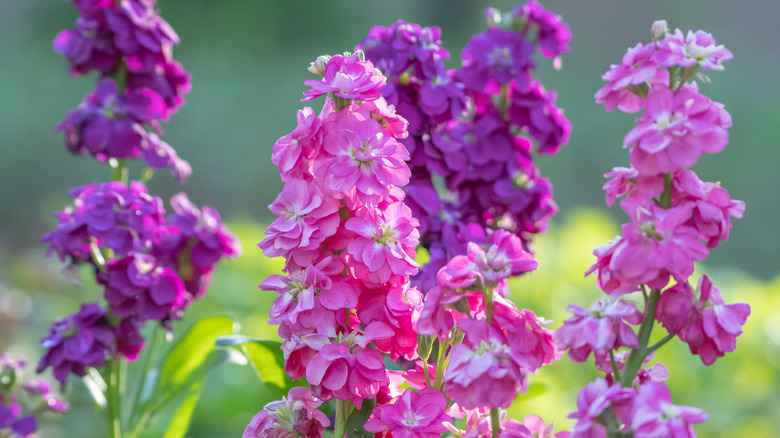 Pink and purple stock blooms on spikes in soft light