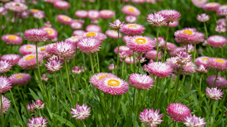 Pink straw flowers growing in a field