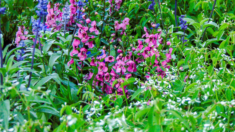 Purple and blue summer snapdragon blooms on spikes in a flower bed