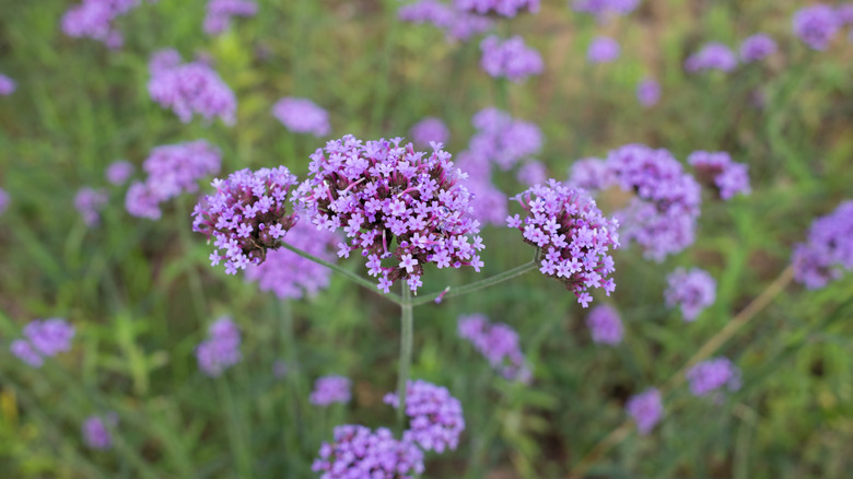 close up of purple verbena flowers blooming on a long stem
