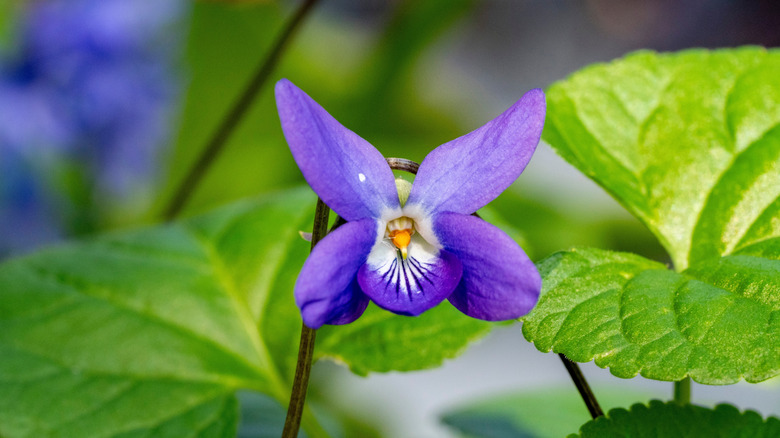 One violet bloom with green leaves behind it