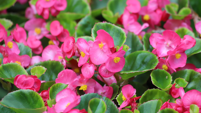 Pink wax begonia blooms with green foliage