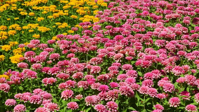 field of yellow and pink zinnias