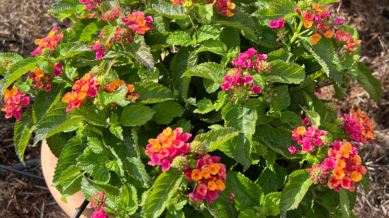 Pink and yellow flowers of Bandana Cherry Sunrise lantana