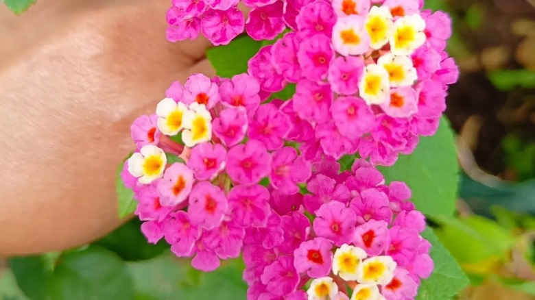 Hand holding small pink and yellow flowers of Bandito Rose
