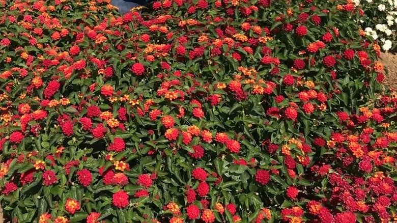 Bright red flowers of 'Bloomify Red' lantana