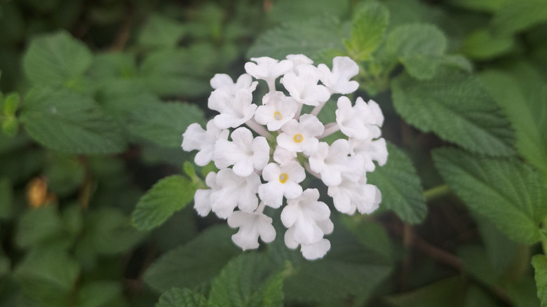 Small white flowers of buttonsage blooming in garden