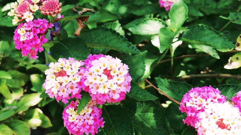 Pink and white flowers of 'Confetti' spreading lantana
