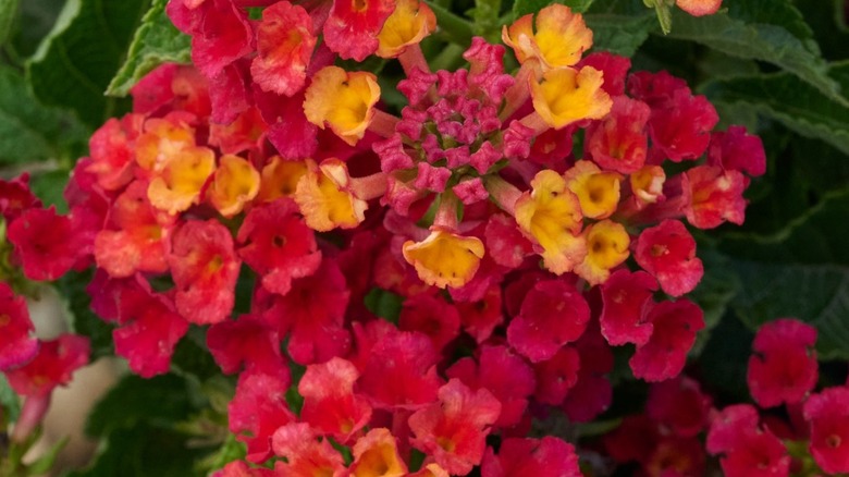 Red and yellow flowers of 'Firefrost' lantana