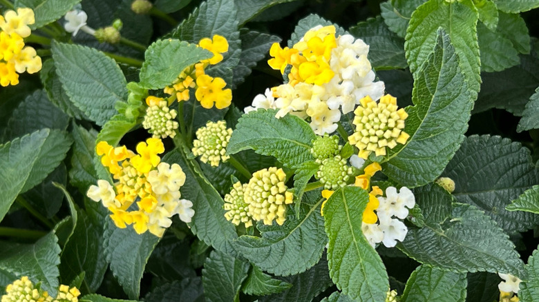 Yellow and white flowers of Gem Compact 'Yellow Topaz' lantana
