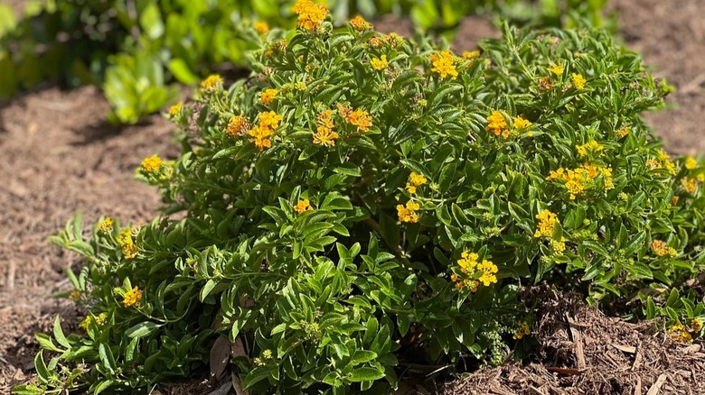 Yellow flowers of gold lantana receiving sunlight in a yard