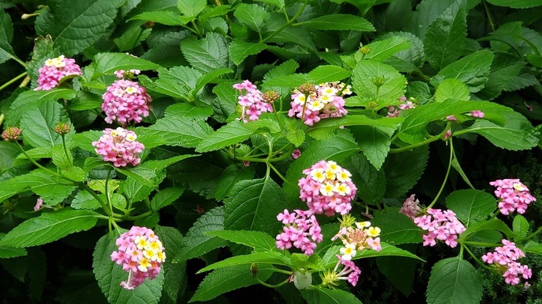 Pink and white-yellow flowers of 'Ham and Eggs' lantana