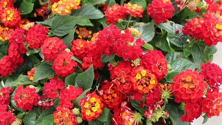 Red flowers of 'Hot Blooded' lantana in bloom