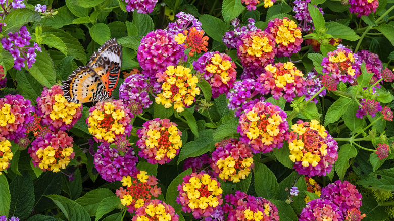 Butterfly drinking nectar from yellow and pink lantana flowers
