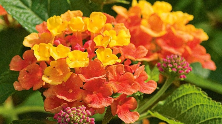 Vibrant red and yellow flowers of 'Landmark Citrus' lantana