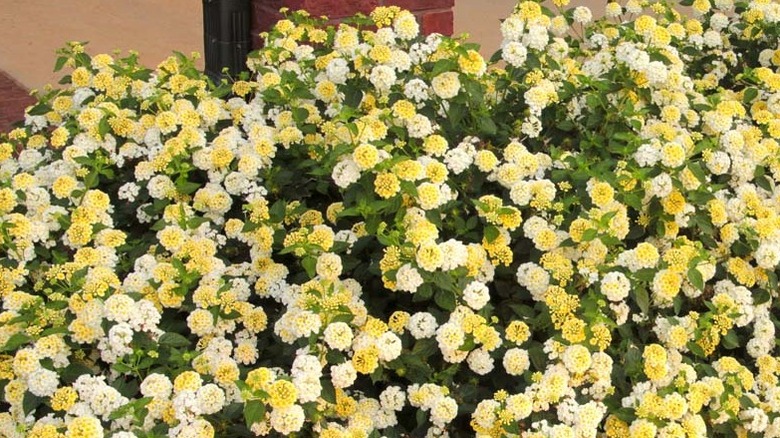 Yellow and white flowers of 'Lucky Lemon Glow' lantana