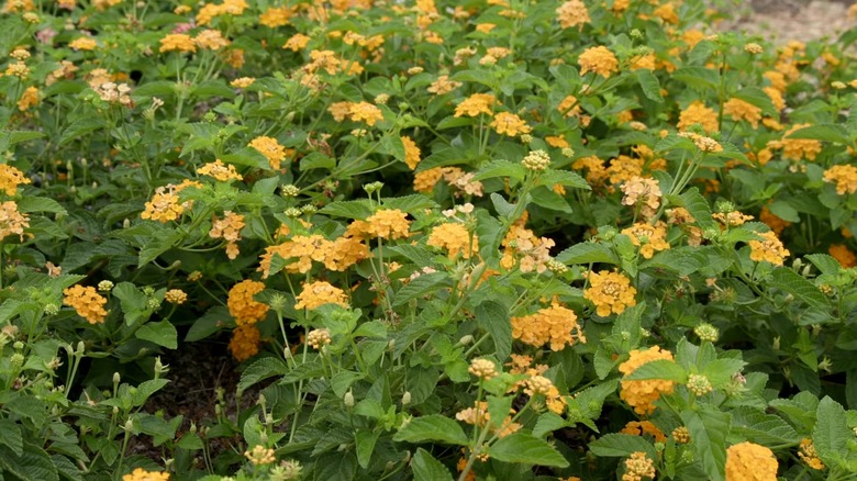 Yellow flowers of 'Luscious Goldengate' lantana in bloom
