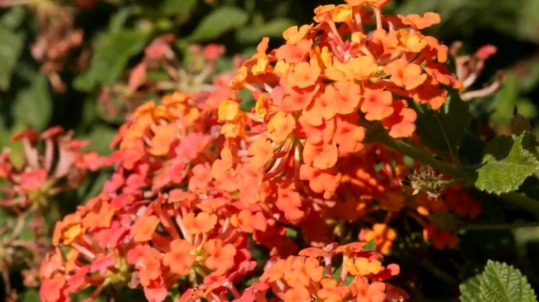 Orange flowers of 'Luscious Marmalade' lantana receiving sunlight