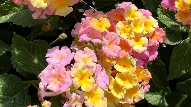Pink and yellow flowers of 'Mary Ann' lantana