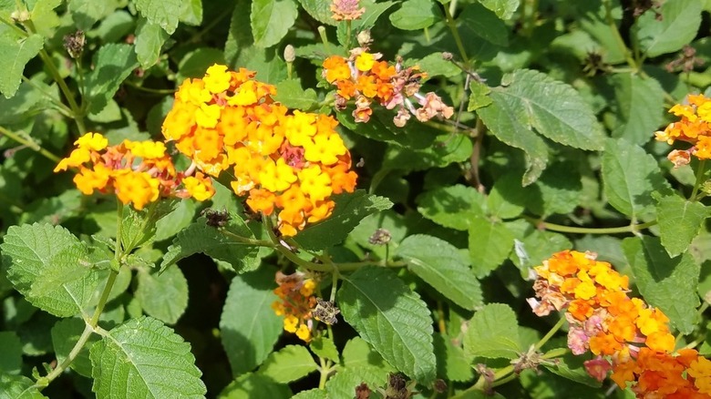 Yellow-ish orange flowers of 'Miss Huff' lantana