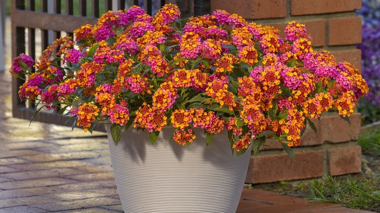 Small yellow, orange, and pink flowers of 'PassionFruit' lantana growing in a pot