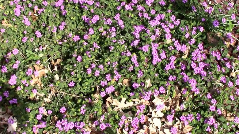'Purple Potion' trailing lantana flowers receiving sunlight