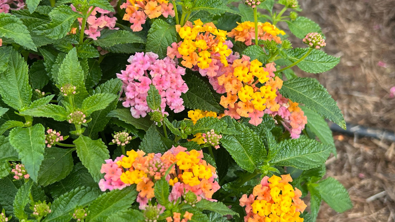 Pink and yellow flowers of Shamrock Rose Gold lantana