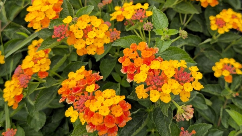 Orange-red flowers of 'Spreading Sunset' lantana