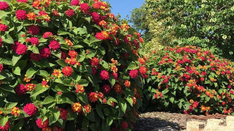 Pink and yellow flowers of 'Teenie Genie' compact lantana
