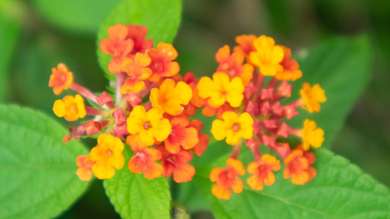 Orange, red, and yellow flowers of Texas lantana
