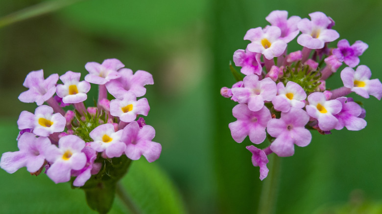 Lavender flowers of three leaved lantana in bloom