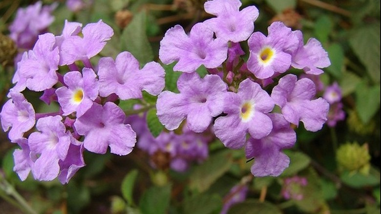 Lilac flowers of trailing lantana in bloom