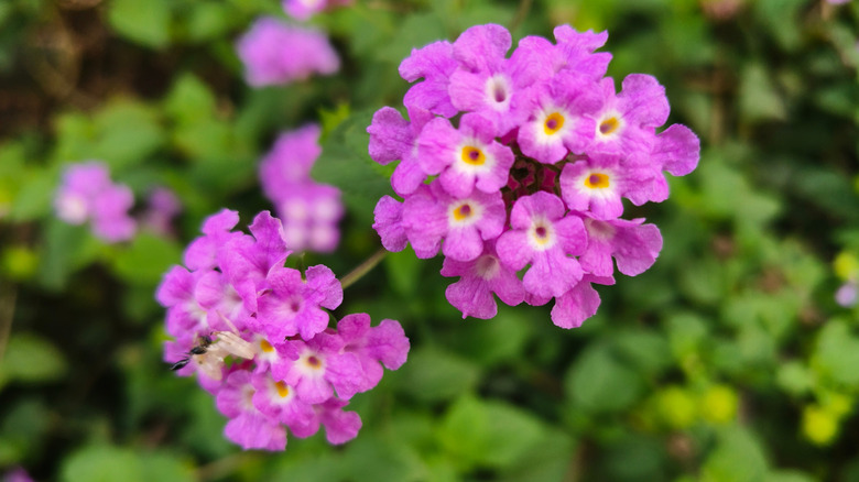 Purple veinyleaf lantana flowers in bloom