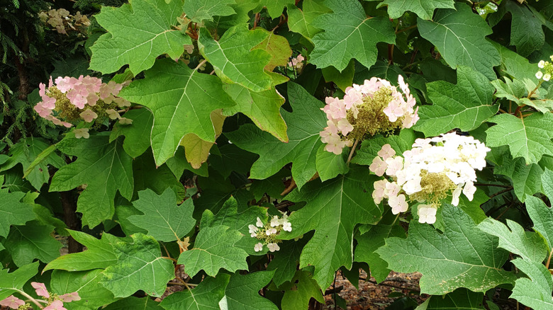 Light pink and white hydrangea flowers among large green leaves