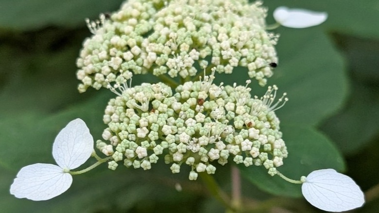 White flower petals of ashy hydrangea