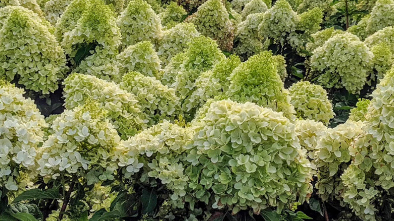 Large blooms of Candy Apple hydrangea in a garden