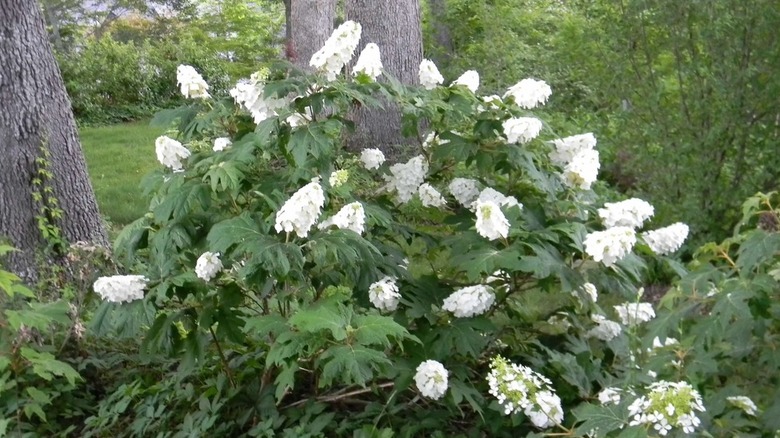 Snow Queen hydrangea's white flowers in bloom