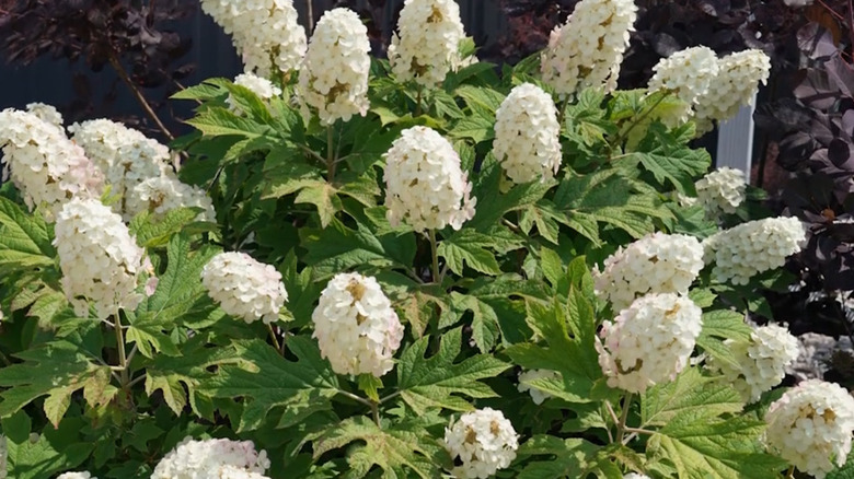 White flowers of Gatsby Gal hydrangea receiving sunlight