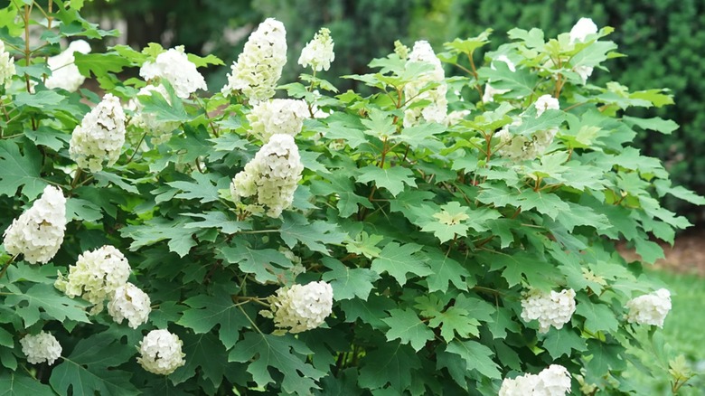 Cone-shaped flowers of Gatsby Glow Ball hydrangea