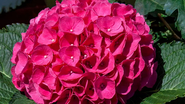 Pink flowers of 'Glowing Embers' hydrangea