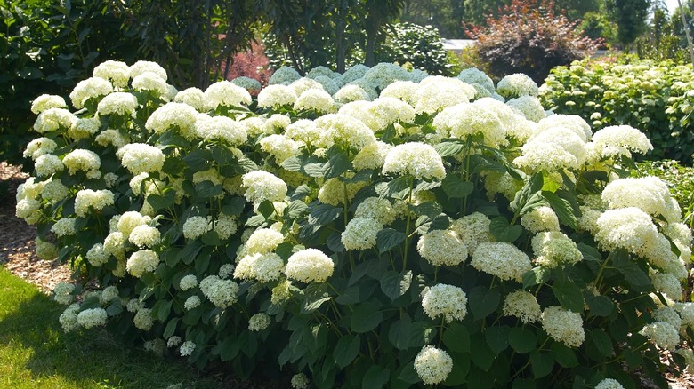 Tiny white Incrediball Storm Proof hydrangea flowers growing in clusters