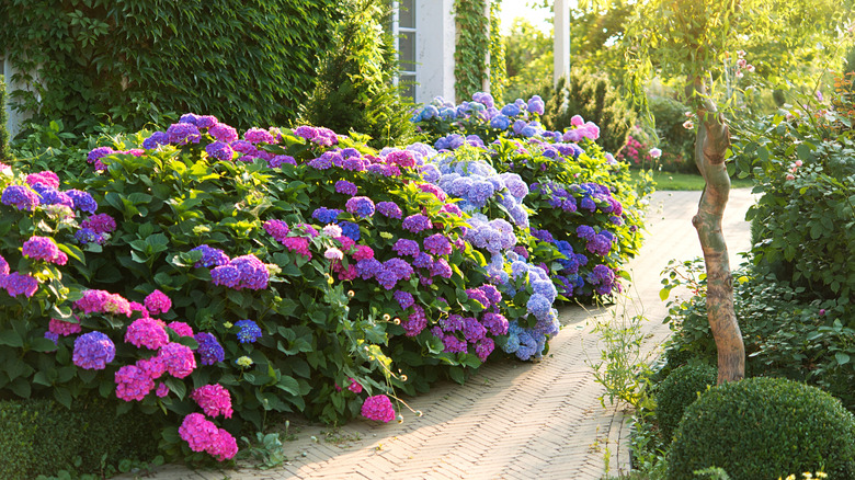 Colorful hydrangea flowers growing as garden border and receiving sunlight
