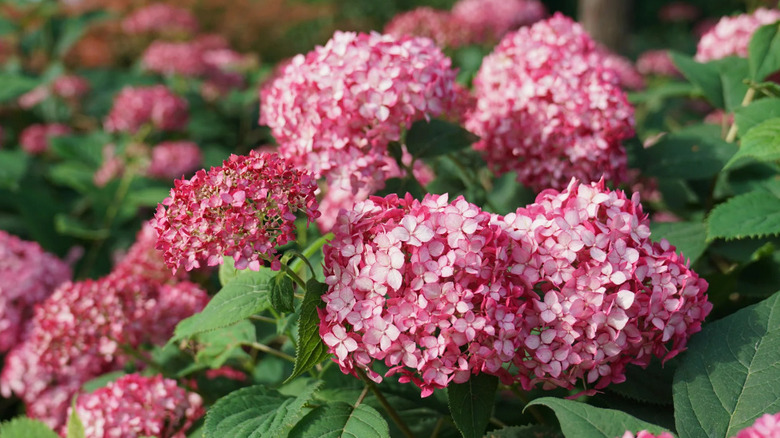 Pink blooming flowers of Let's Dance ¡Arriba! reblooming hydrangea