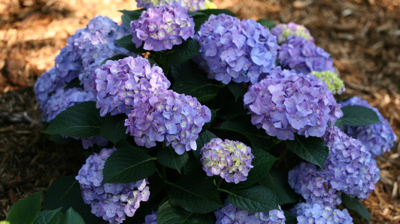 Blue flowers of Let's Dance Blue Jangles hydrangea in bloom