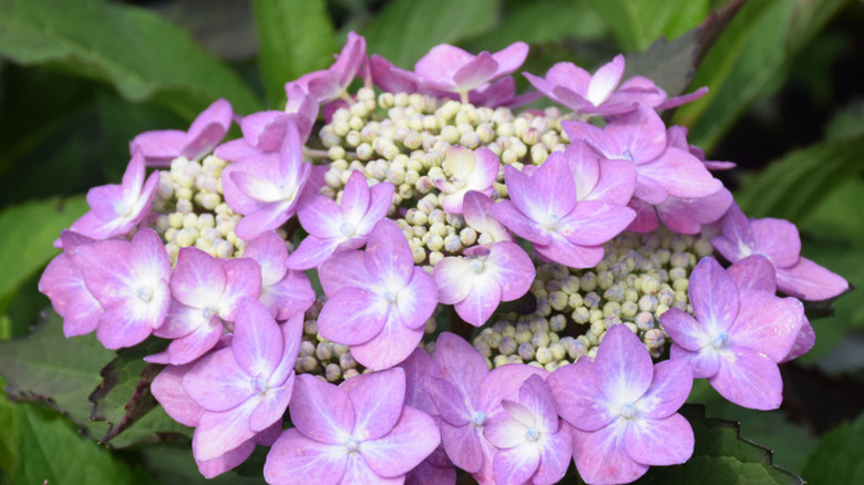 Close up of the pink flowers of Let's Dance Can Do! hydrangea in bloom