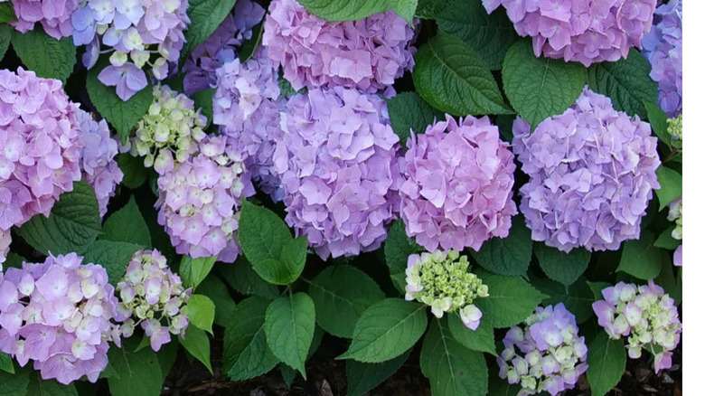 Colorful blooms on the Let's Dance Sky View hydrangea