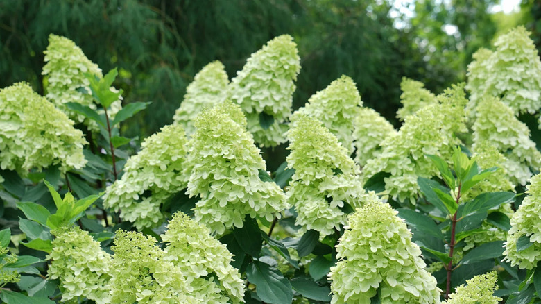 Lime green flowers of Limelight Prime hydrangea receiving sunlight